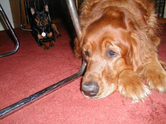 Dogs3-200009.JPG