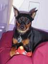 Dogs 8-0016a.JPG