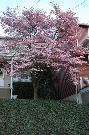 DSC_8763 080501 pink tree Pitts.JPG
