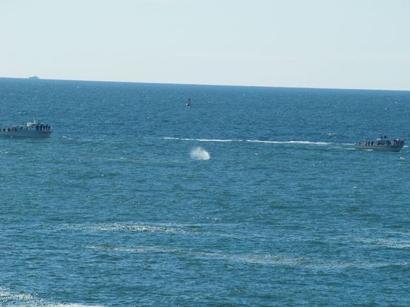 Whale?  Why yes, yes it is!