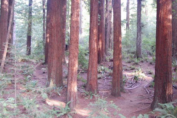 First Hole Redwood Curtain