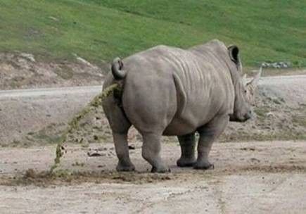 Rhino.jpg