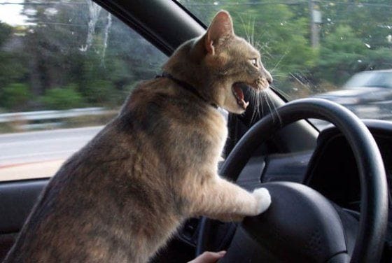 cat-driving.jpg