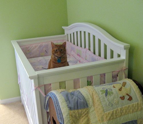 Beemer in crib 8.JPG