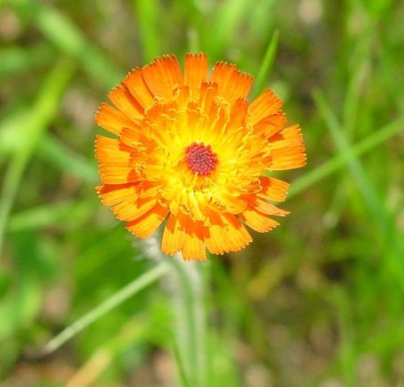 Orange Flower Small.JPG