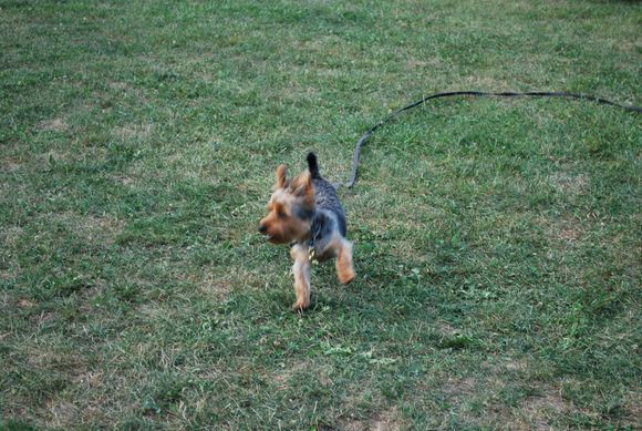 DSC_0229.jpg