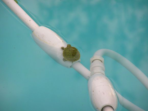 Tiny Turtle.jpg