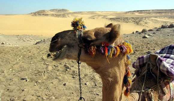 1435 Larry's handsome camel.JPG