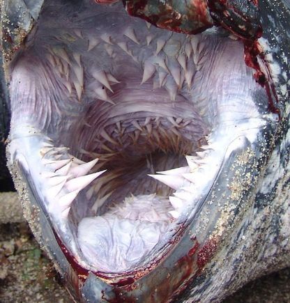 fishmouth