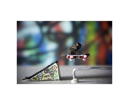 skaeteboarding Fly