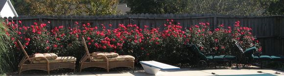 roses1