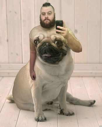 tacodog