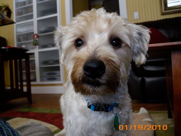dexter