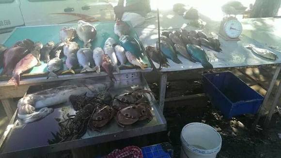 blue fish