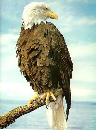 eagle58.jpg