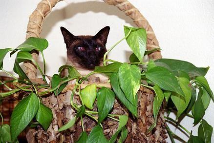 Zoro in plant, 1-10-02.JPG