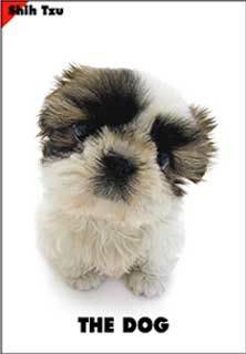 shih tzu.jpg