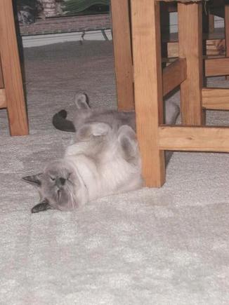 Belly up Tigger 2.jpg