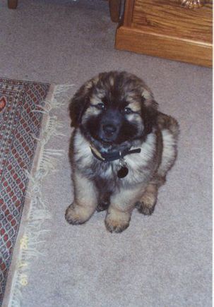 Sam by the Carpet.jpg