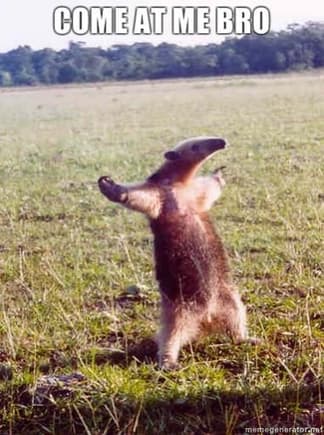 Anteater Come at me bro