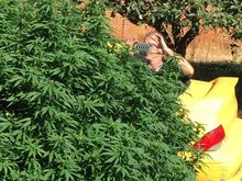 Sour D!