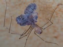 This is a daddy longlegs eating a common house spider.