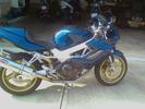 blue hawk