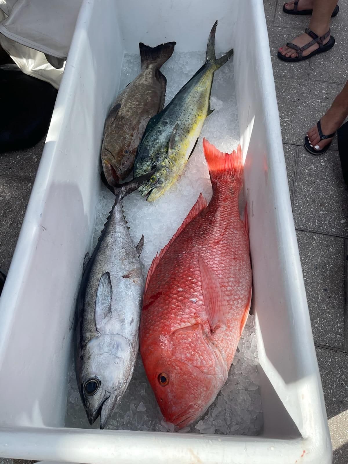 Snapper out of St Pete - Page 3 - The Hull Truth - Boating and Fishing Forum