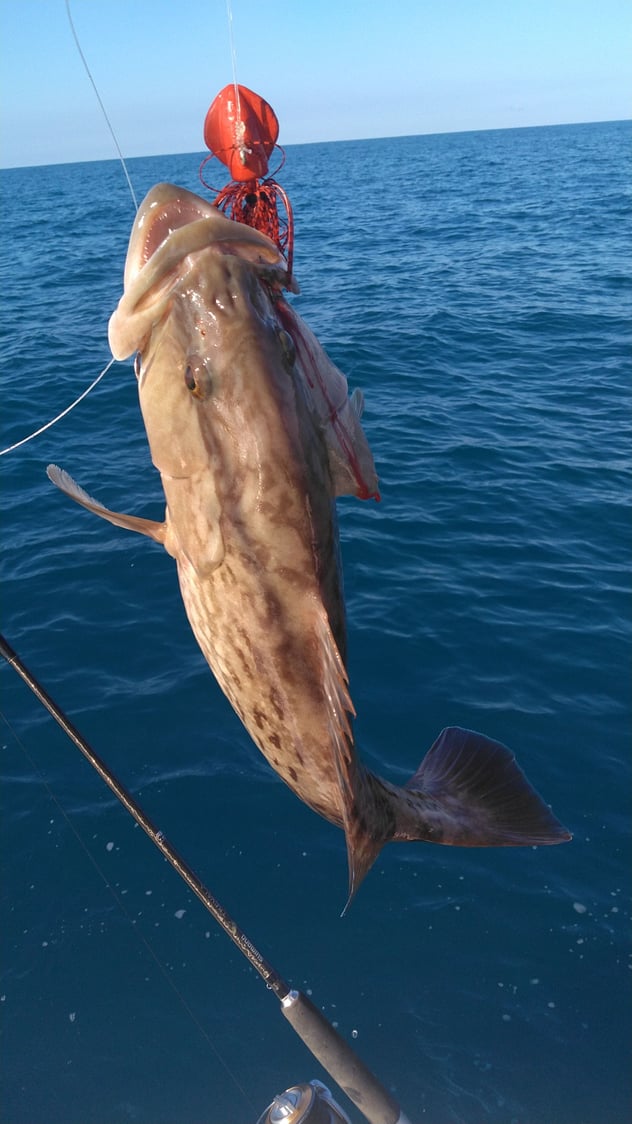 Gag Grouper? - The Hull Truth - Boating and Fishing Forum