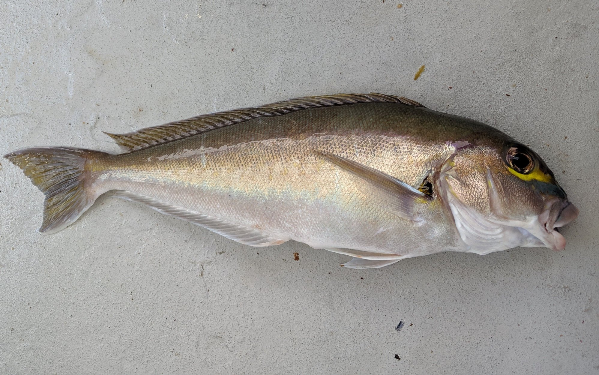 Pacific Golden-eyed Tilefish