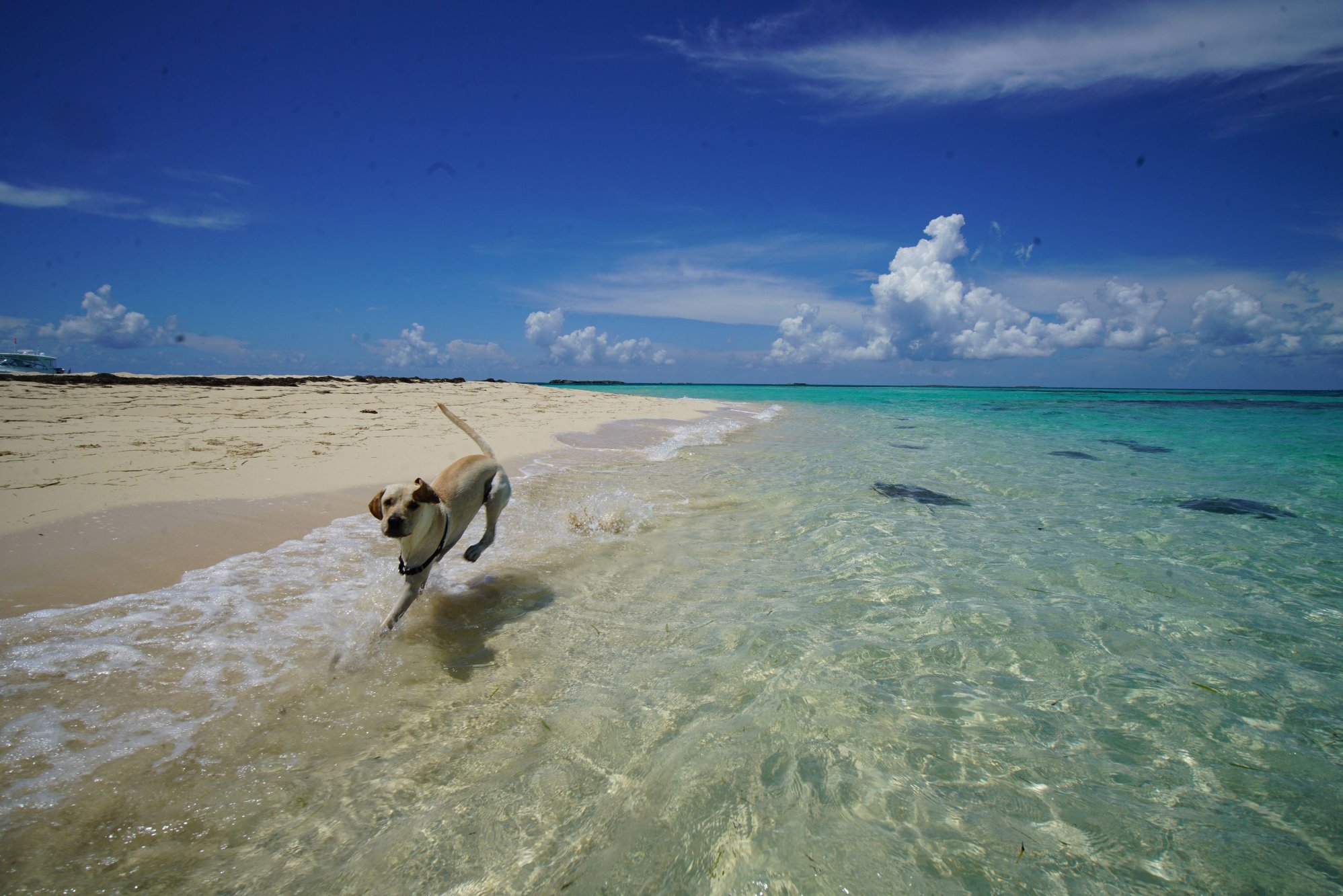 Taking a dog to the Bahamas The Hull Truth Boating and Fishing Forum