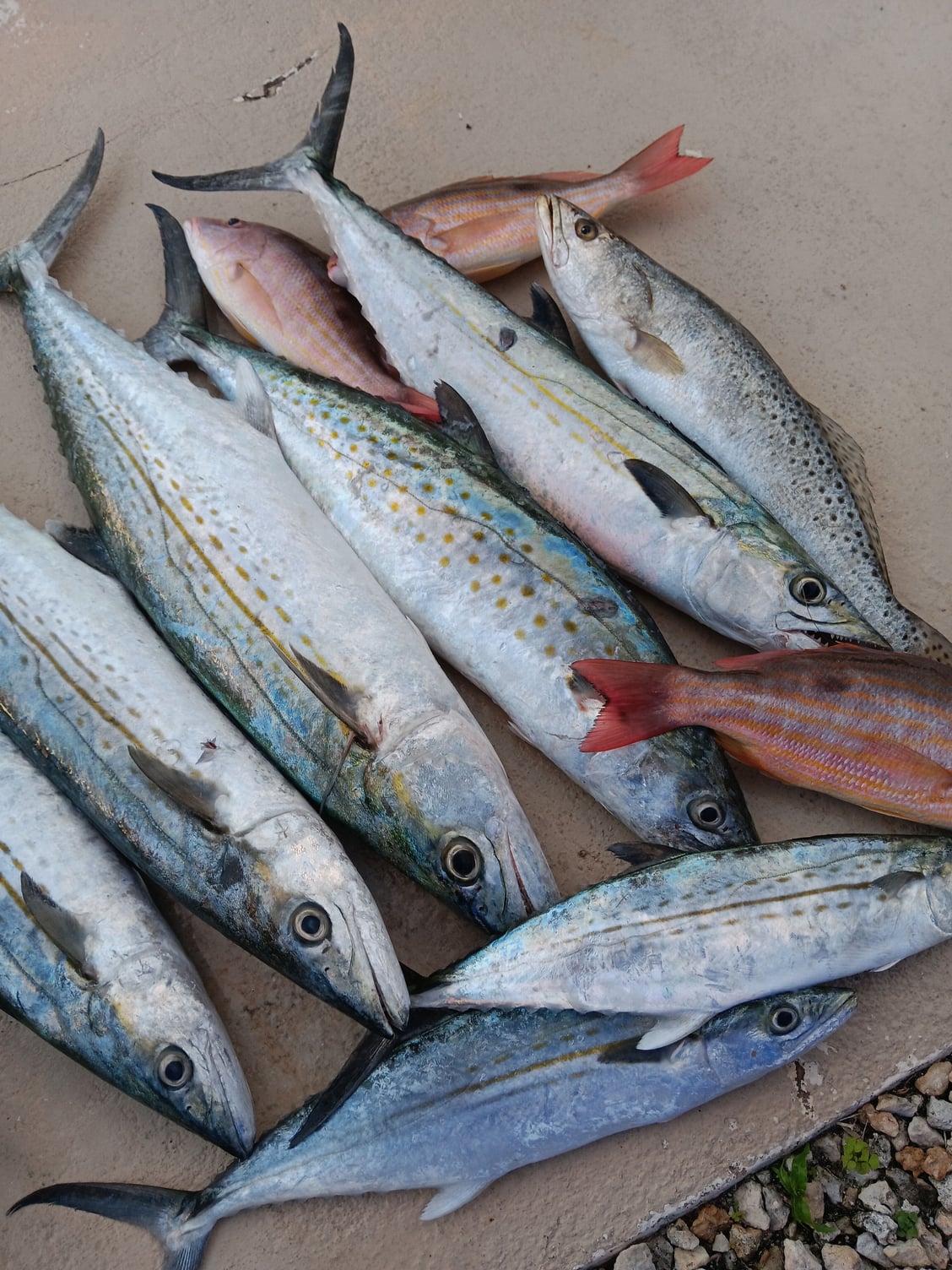 Spanish Mackerel Question - The Hull Truth - Boating and Fishing Forum