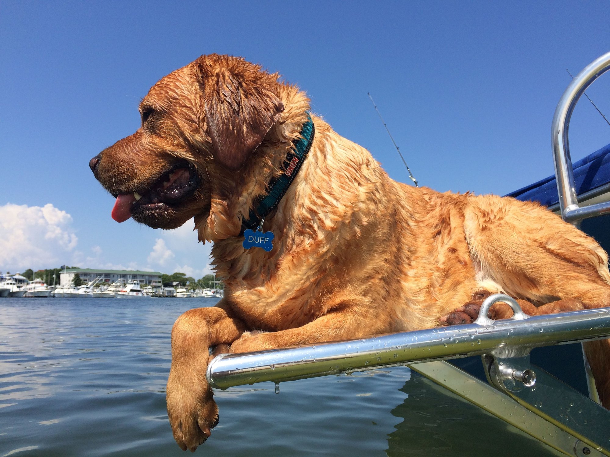 Getting your dog in the boat... The Hull Truth Boating and Fishing Forum