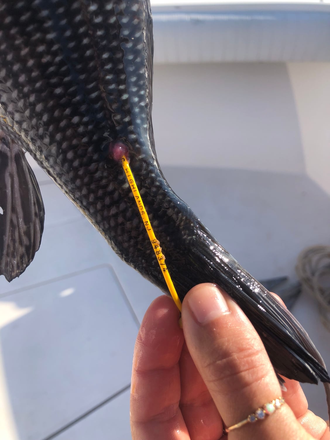 Sea robin strips for fluke-How to - The Hull Truth - Boating and