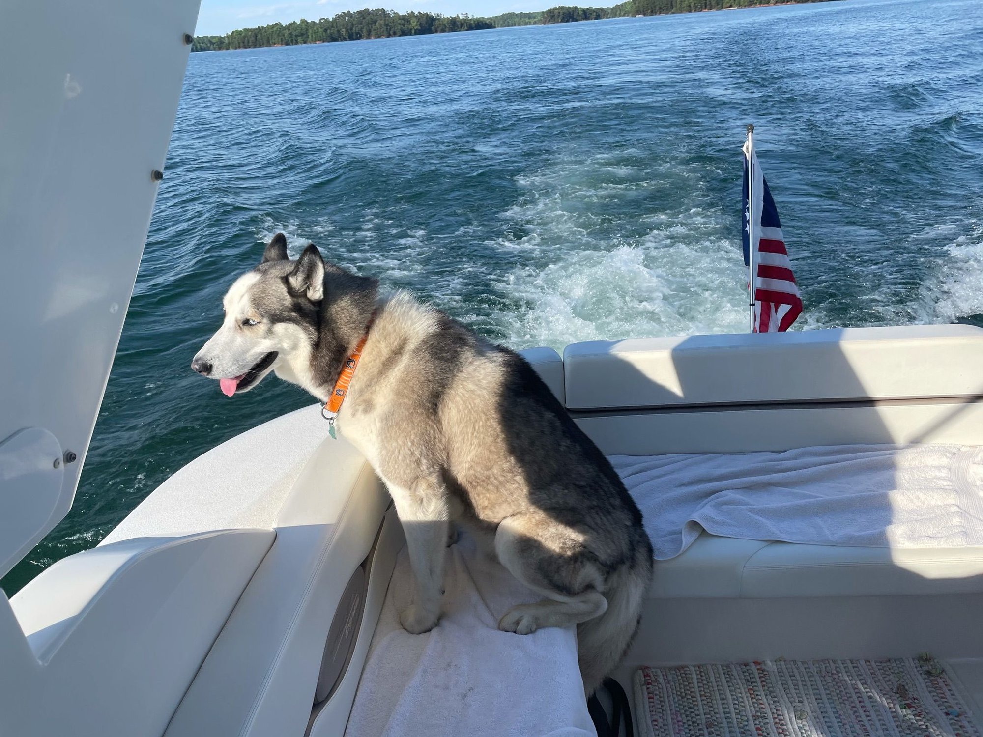 Dogs on boats - Page 4 - The Hull Truth - Boating and Fishing Forum