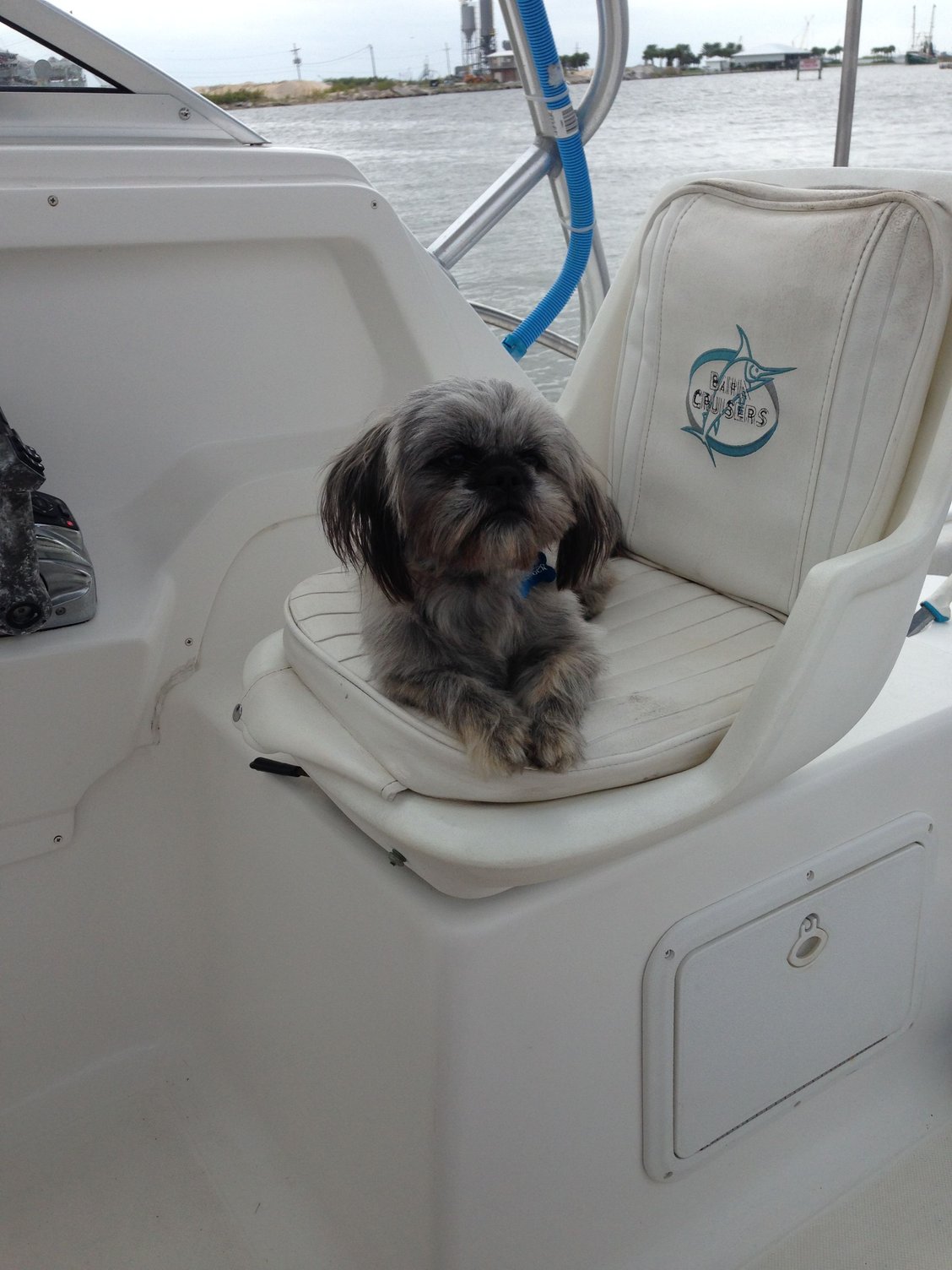 Dogs and boats The Hull Truth Boating and Fishing Forum