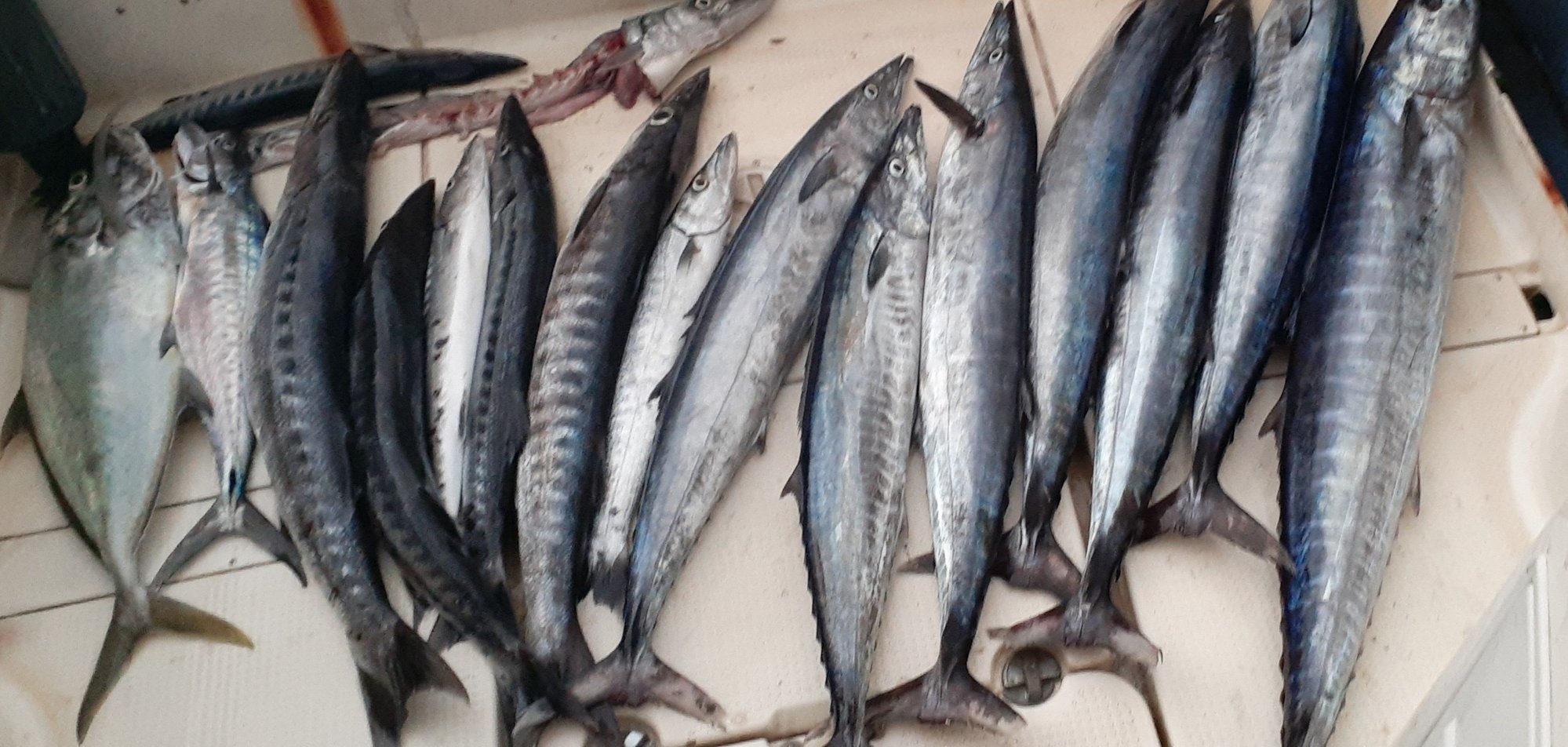 wahoo fish speed