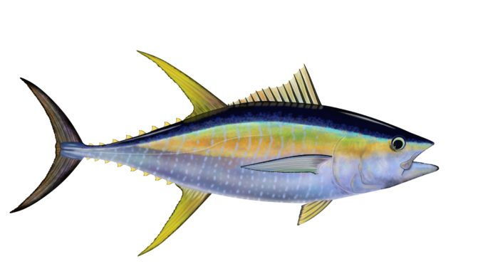 Blackfin vs Yellowfin Tuna ID - The Hull Truth - Boating and