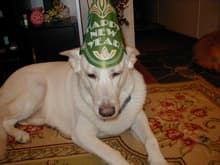 This is my BEST FRIEND Buddy King Hargis. This was taken New Years Eve 2008. Buddy is a 6 year old WHITE GERMAN SHEPARD.
                 I LOVE THIS DOG !!!!!!!!!
