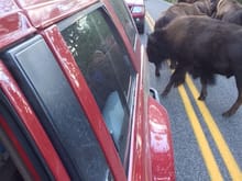 I have to admit, I was a little nervous that the buffalo might "see red" and charge the fresh paint