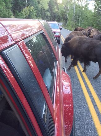 I have to admit, I was a little nervous that the buffalo might "see red" and charge the fresh paint