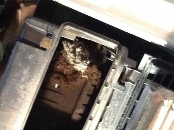 Mouse house found in air box