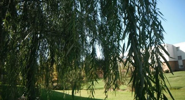 Meet the Trees: The Weeping Willow  January 17, 2018 - Friends of the  Public Garden